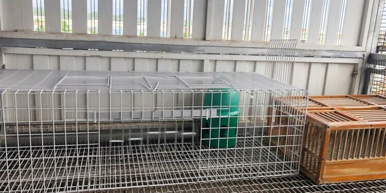 Comment savoir si un pigeon est heureux ?