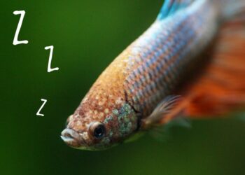 Comment savoir si un poisson combattant dort ?