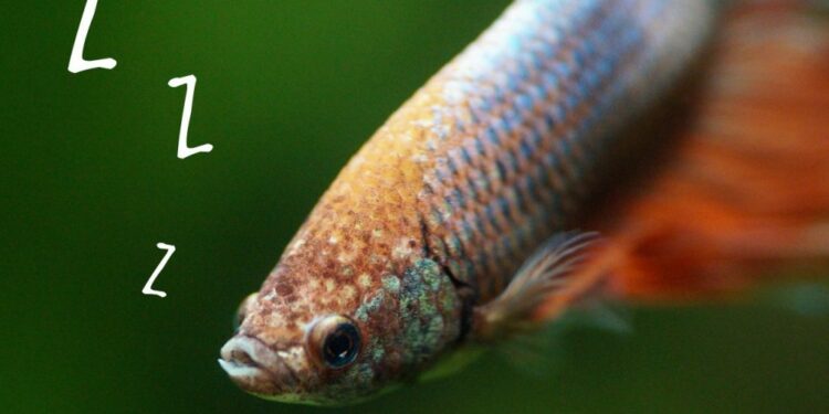 Comment savoir si un poisson combattant dort ?