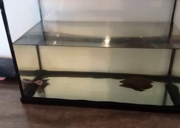 Comment savoir si un poisson combattant est malade ?