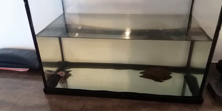 Comment savoir si un poisson combattant est malade ?