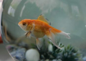 Comment savoir si un poisson est entrain de mourir ?