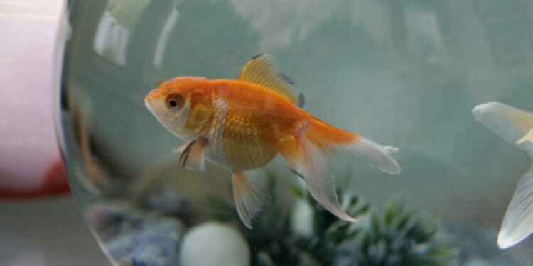 Comment savoir si un poisson est entrain de mourir ?