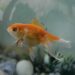 Comment savoir si un poisson est entrain de mourir ?
