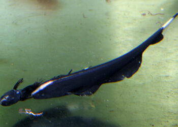 Comment savoir si un poisson est heureux ?