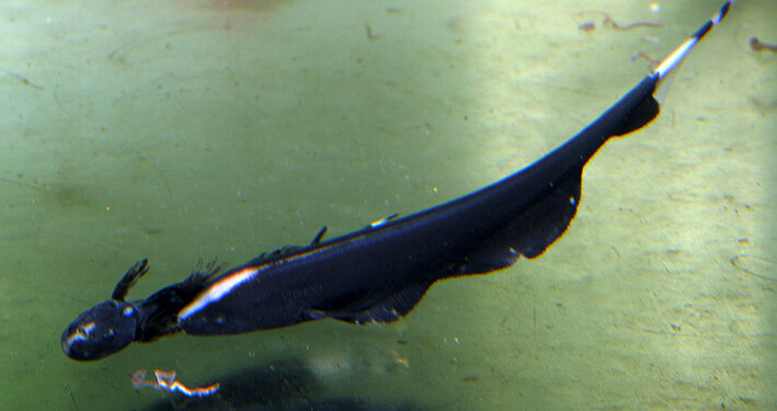 Comment savoir si un poisson est heureux ?