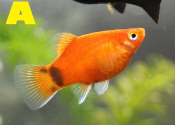 Comment savoir si un poisson est une fille ou un garçon ?