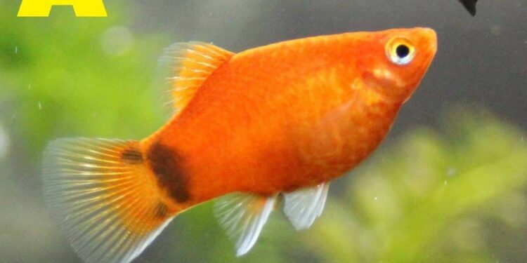 Comment savoir si un poisson est une fille ou un garçon ?