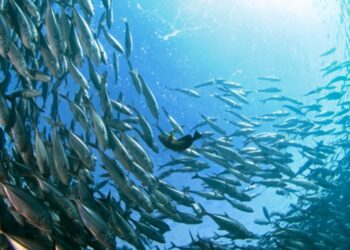 Comment savoir si un poisson manque d'oxygène ?