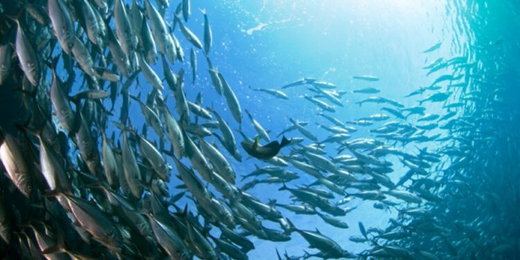 Comment savoir si un poisson manque d'oxygène ?