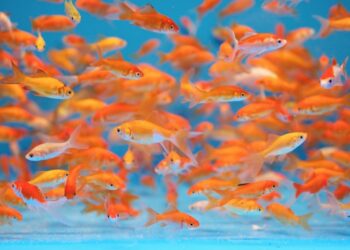 Comment savoir si un poisson rouge attend des bébés ?