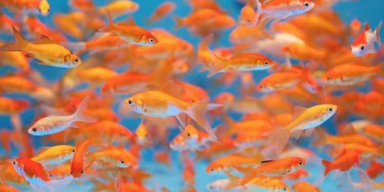 Comment savoir si un poisson rouge attend des bébés ?