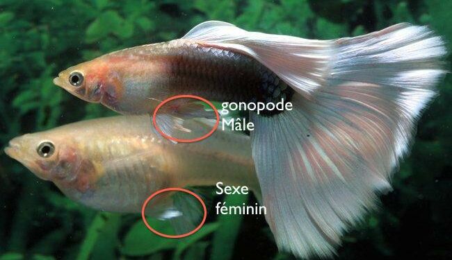 Comment savoir si un poisson rouge attend des bébés ?