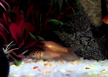 Comment savoir si un poisson rouge va pondre ?