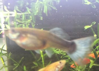 Comment savoir si un poisson va accoucher ?