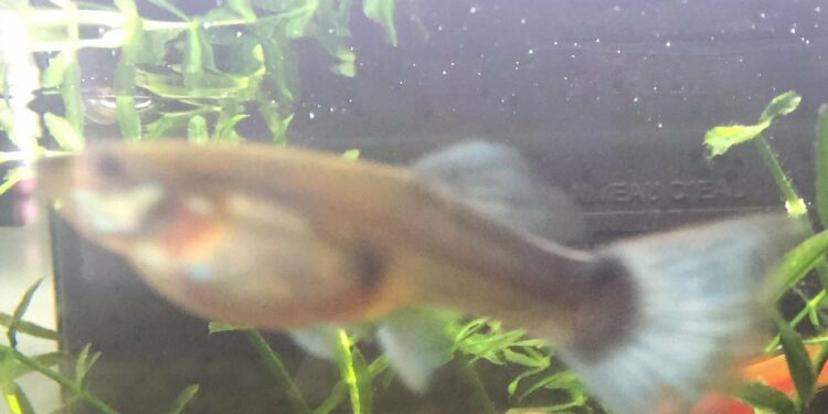 Comment savoir si un poisson va accoucher ?