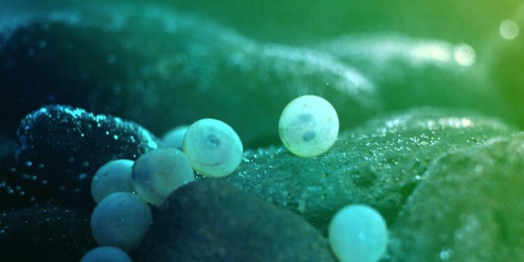 Comment savoir si un poisson va accoucher ?