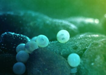 Comment savoir si un poisson va accoucher ?