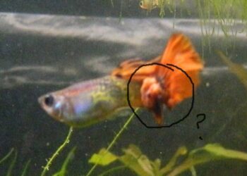 Comment savoir si un poisson va accoucher ?