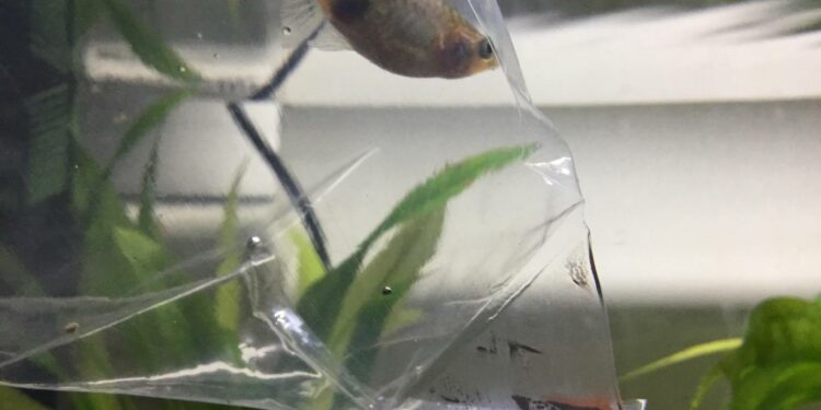 Comment savoir si un poisson va accoucher ?