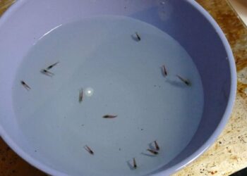 Comment savoir si un poisson va accoucher ?