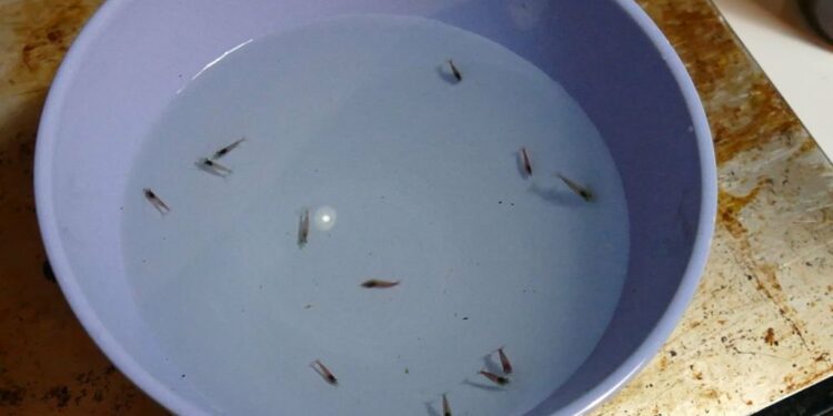 Comment savoir si un poisson va accoucher ?