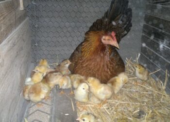 Comment savoir si un poussin à froid ?