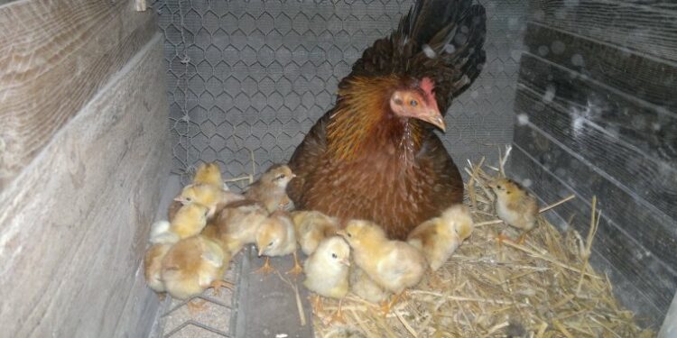 Comment savoir si un poussin à froid ?