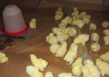 Comment savoir si un poussin à froid ?