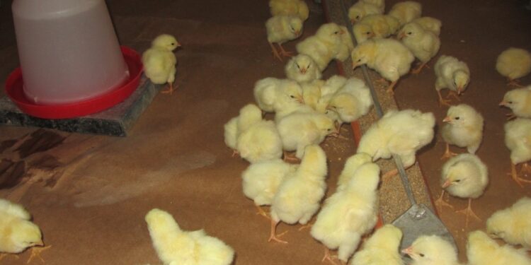 Comment savoir si un poussin à froid ?