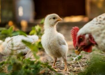 Comment savoir si un poussin à froid ?