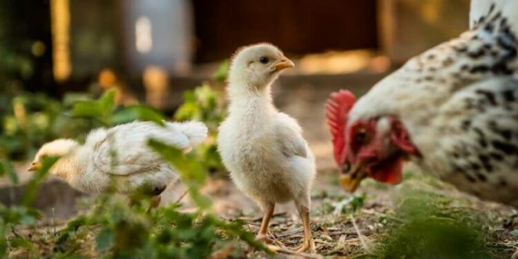 Comment savoir si un poussin à froid ?