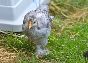 Comment savoir si un poussin à froid ?