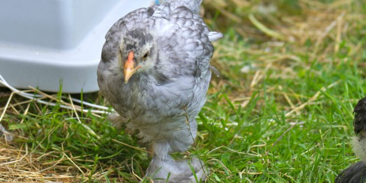 Comment savoir si un poussin à froid ?