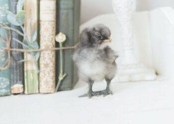 Comment savoir si un poussin à froid ?