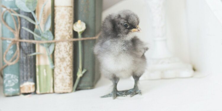 Comment savoir si un poussin à froid ?