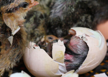 Comment savoir si un poussin est déshydraté ?