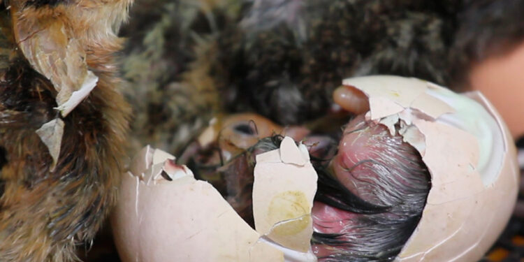 Comment savoir si un poussin est déshydraté ?