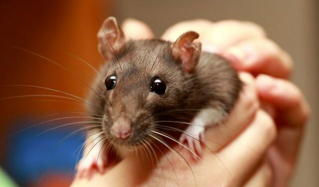 Comment savoir si un rat a peur ?