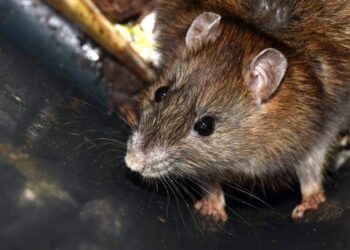 Comment savoir si un rat a peur ?