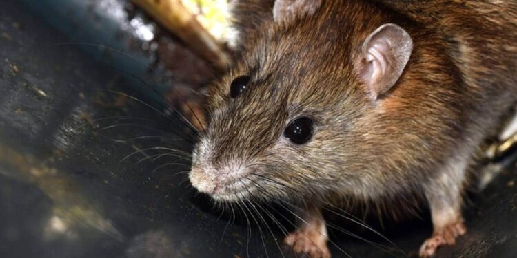 Comment savoir si un rat a peur ?