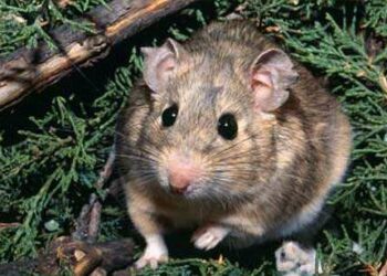 Comment savoir si un rat est content ?