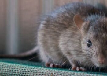 Comment savoir si un rat vous aime ?