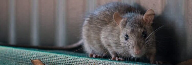 Comment savoir si un rat vous aime ?