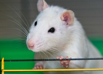 Comment savoir si un rat vous aime ?