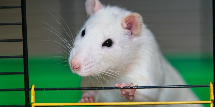 Comment savoir si un rat vous aime ?