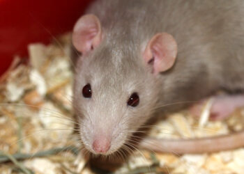 Comment savoir si un rat vous aime ?