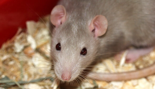 Comment savoir si un rat vous aime ?
