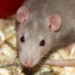 Comment savoir si un rat vous aime ?