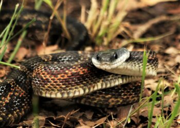 Comment savoir si un serpent est stressé ?